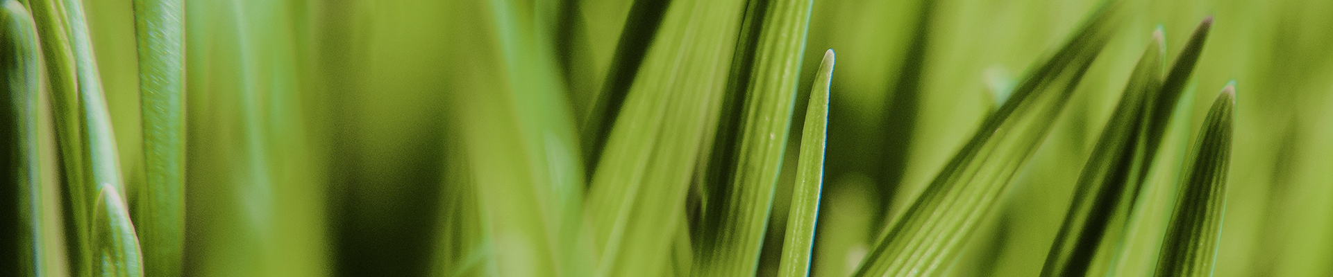 AAL 050