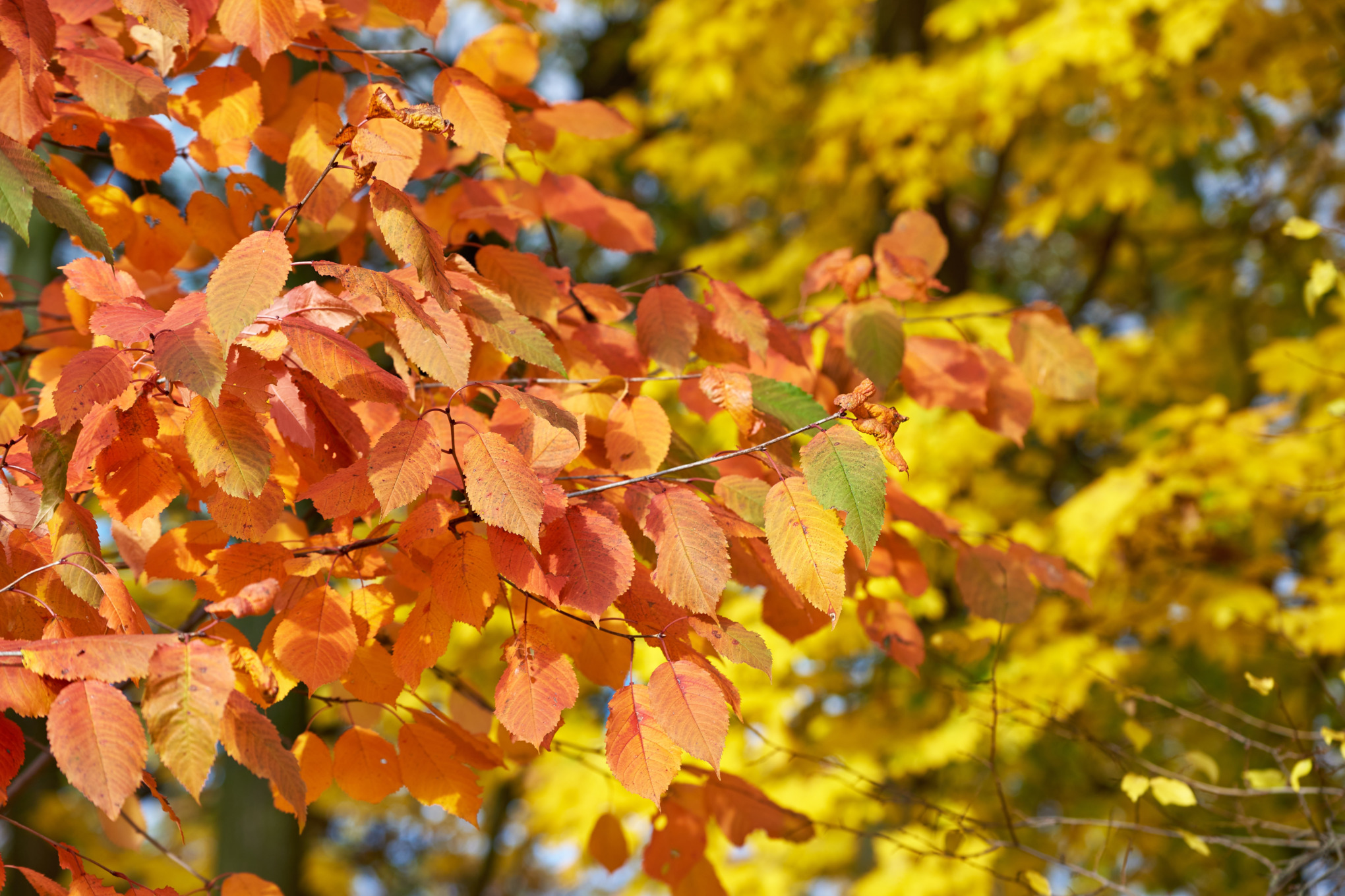 Feuilles d'automne STIHL