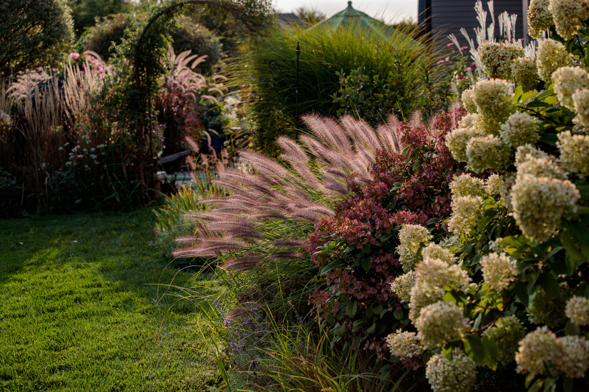 Graminées ornementales et arbustes à fleurs sur une pelouse, à l’arrière-plan une arche plantée et une cabane de jardin  