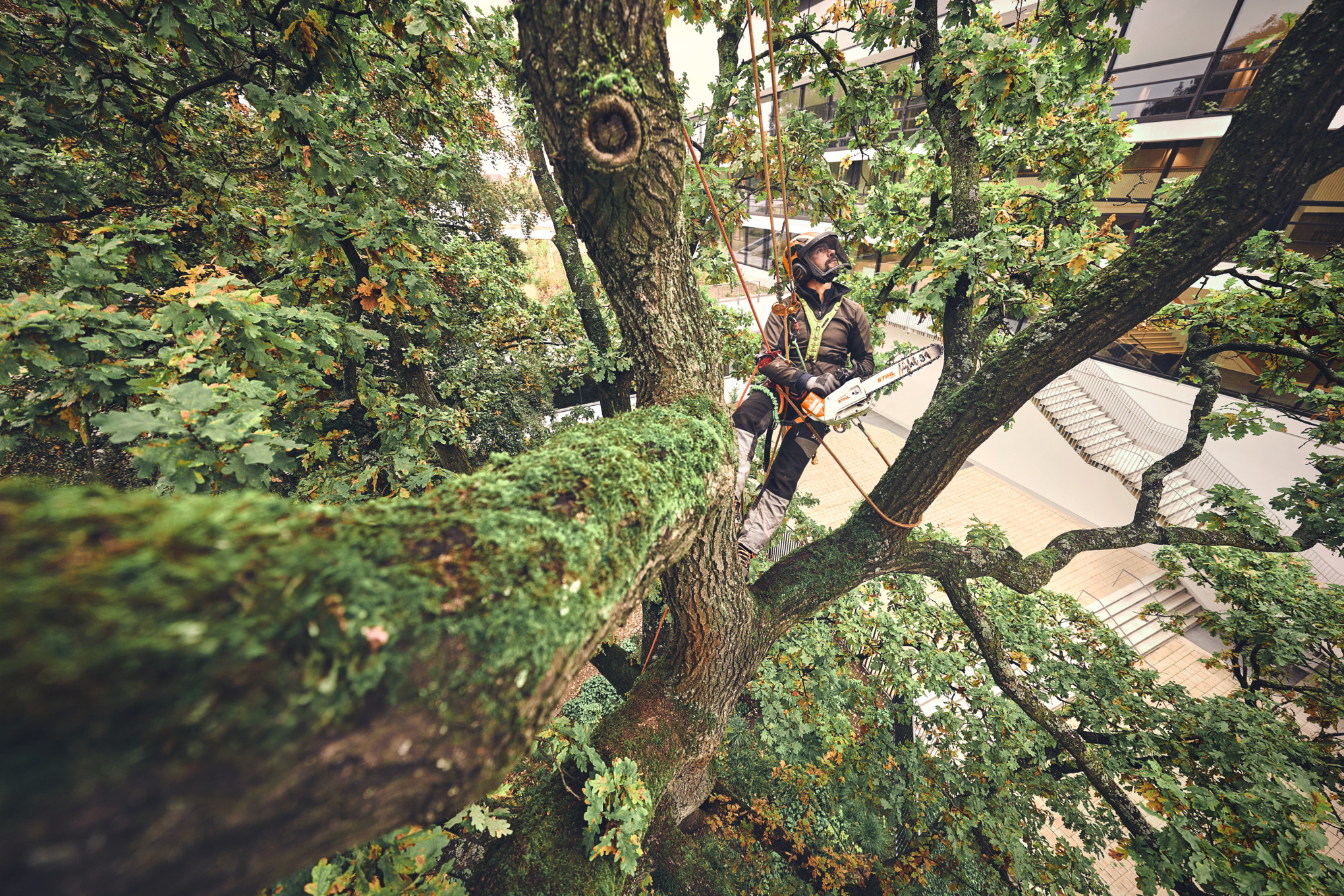 Tronçonneuse MSA 220 TC-O sans batterie ni chargeur