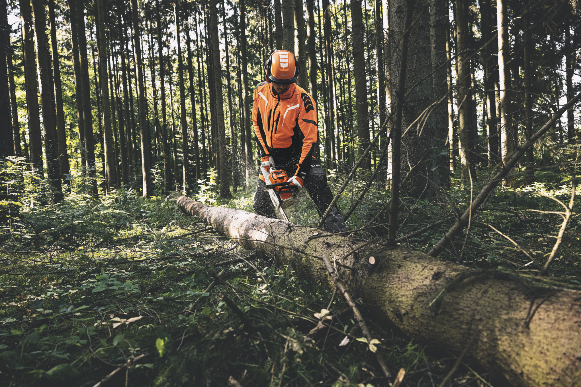 Un homme élague un tronc dans la forêt avec la MSA 300 STIHL