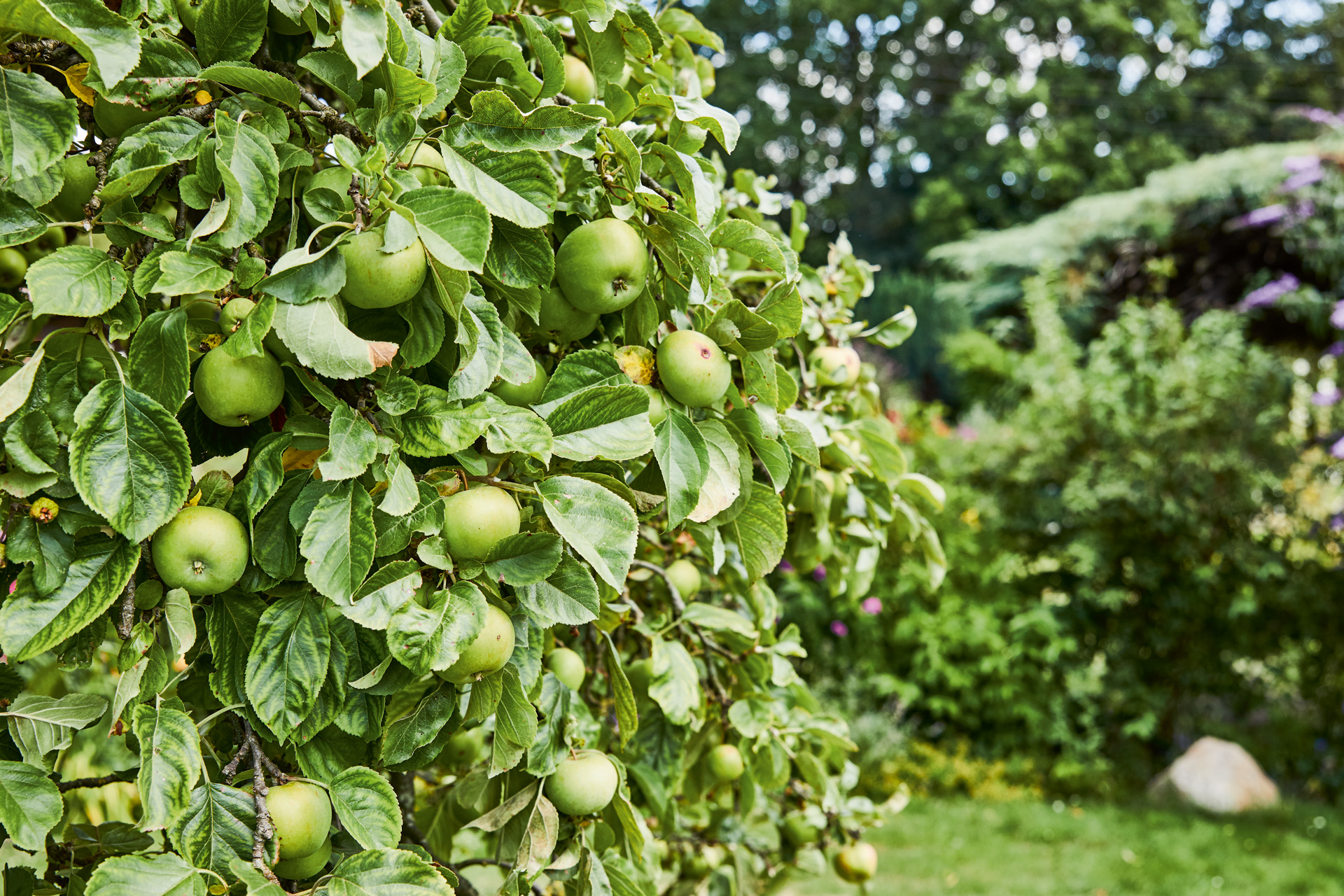 Pommes vertes au premier plan, arbustes et autres arbres à l’arrière-plan. 