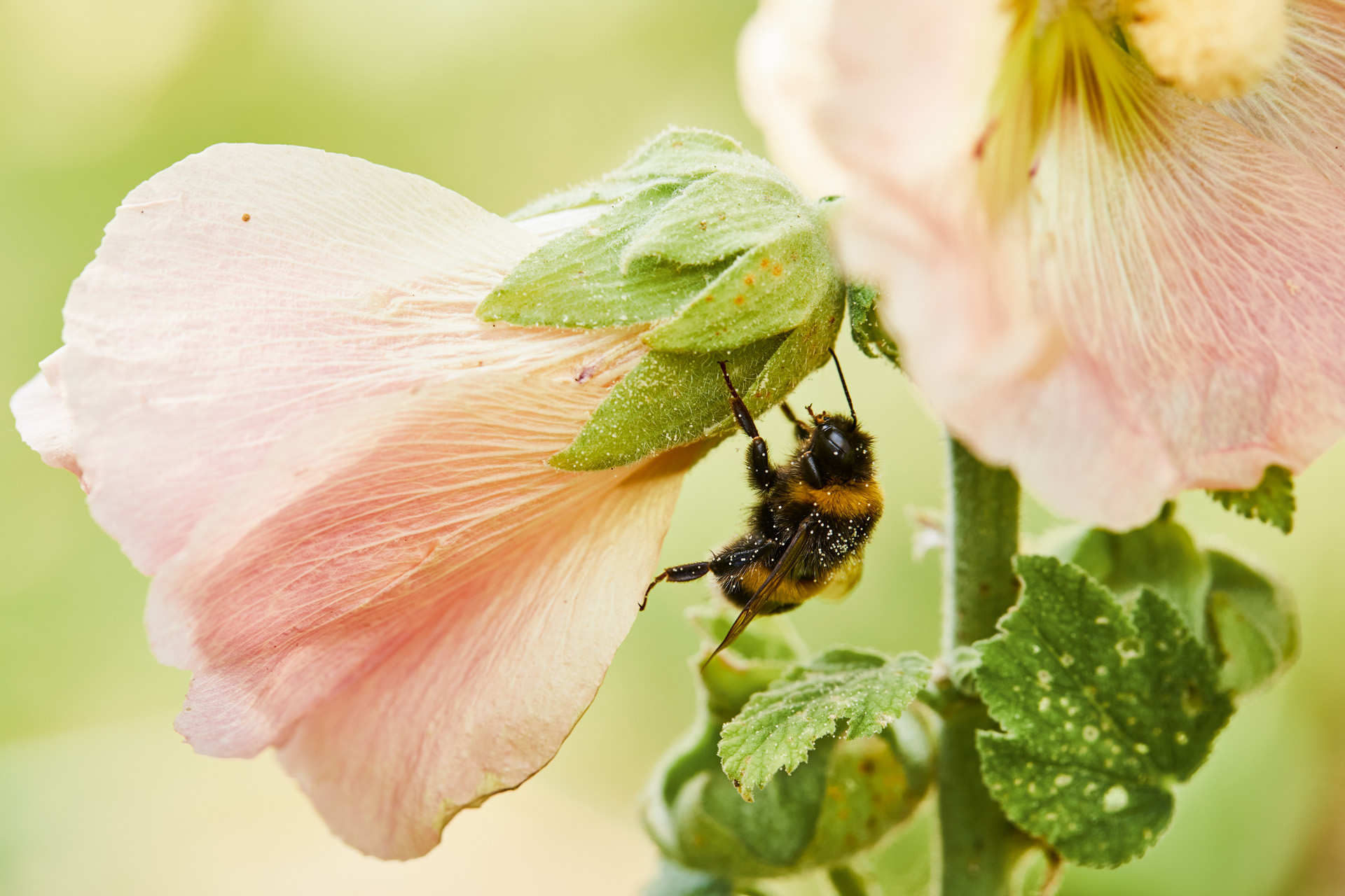 Gros plan sur une abeille sur une fleur rose