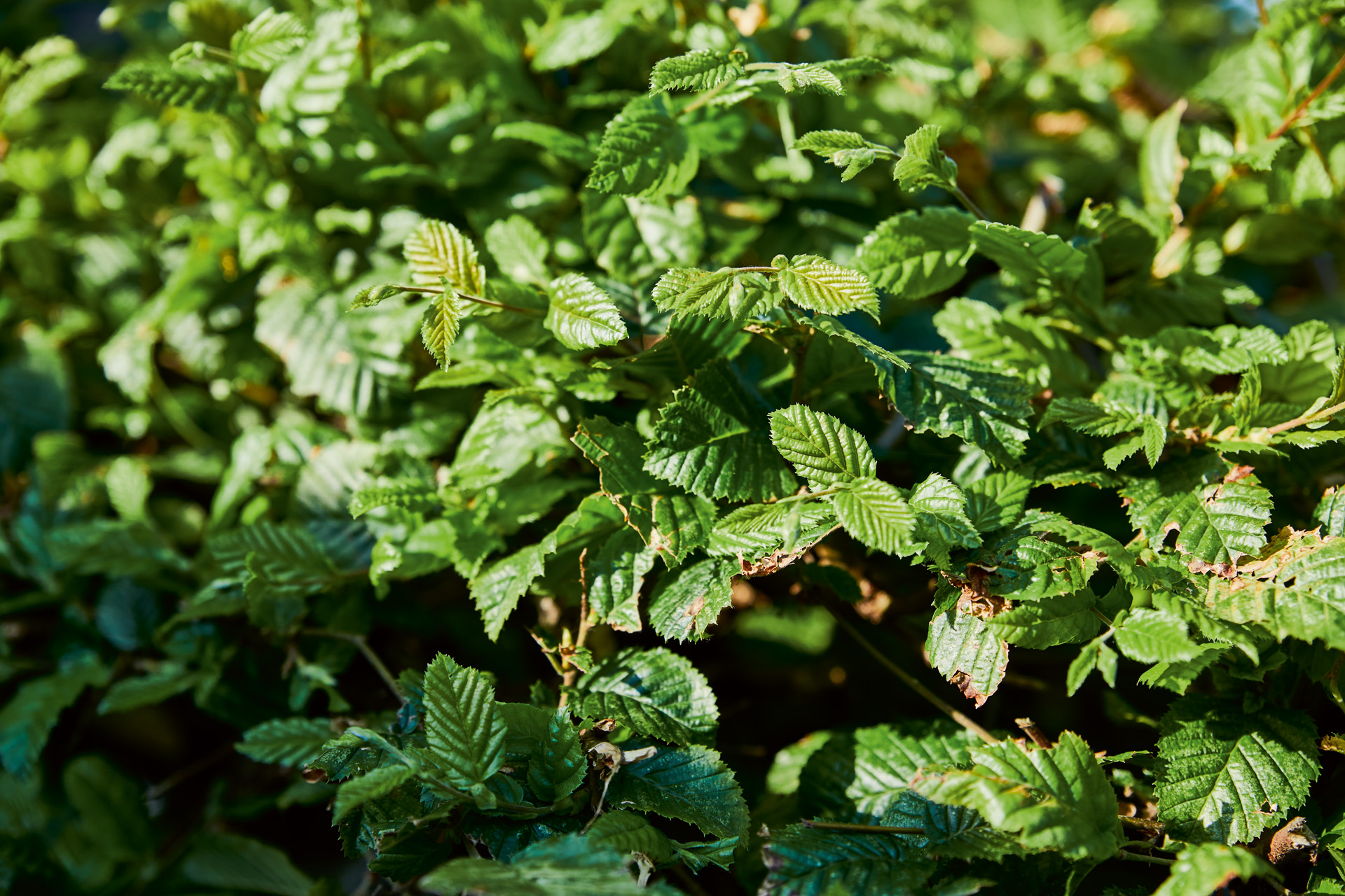 Gros plan sur les feuilles vertes d’une haie de charmes