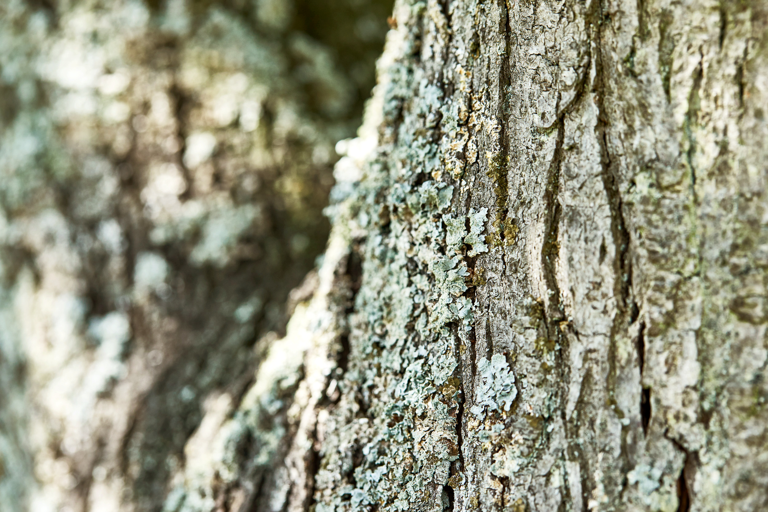 Écorce couverte de quelques lichens