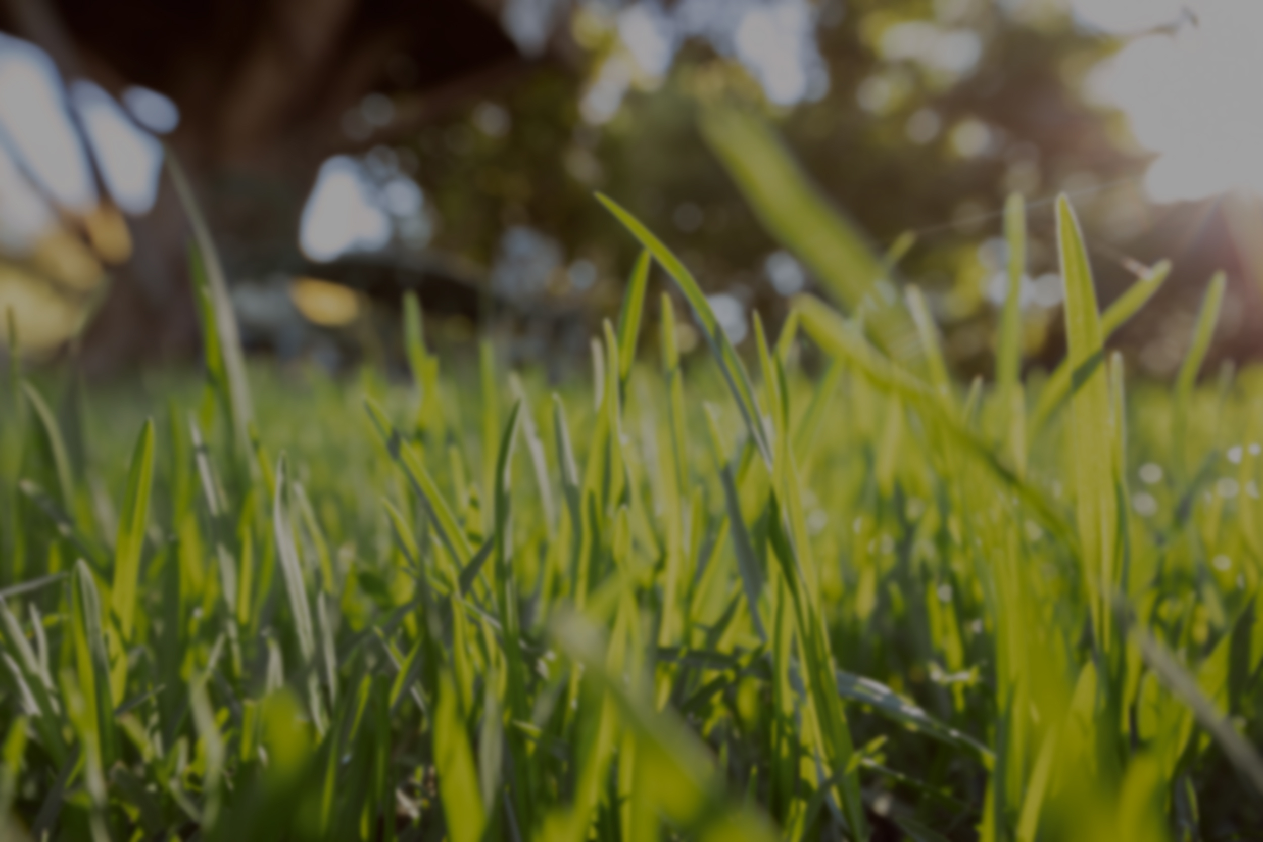 Zoom sur des brins d’herbe