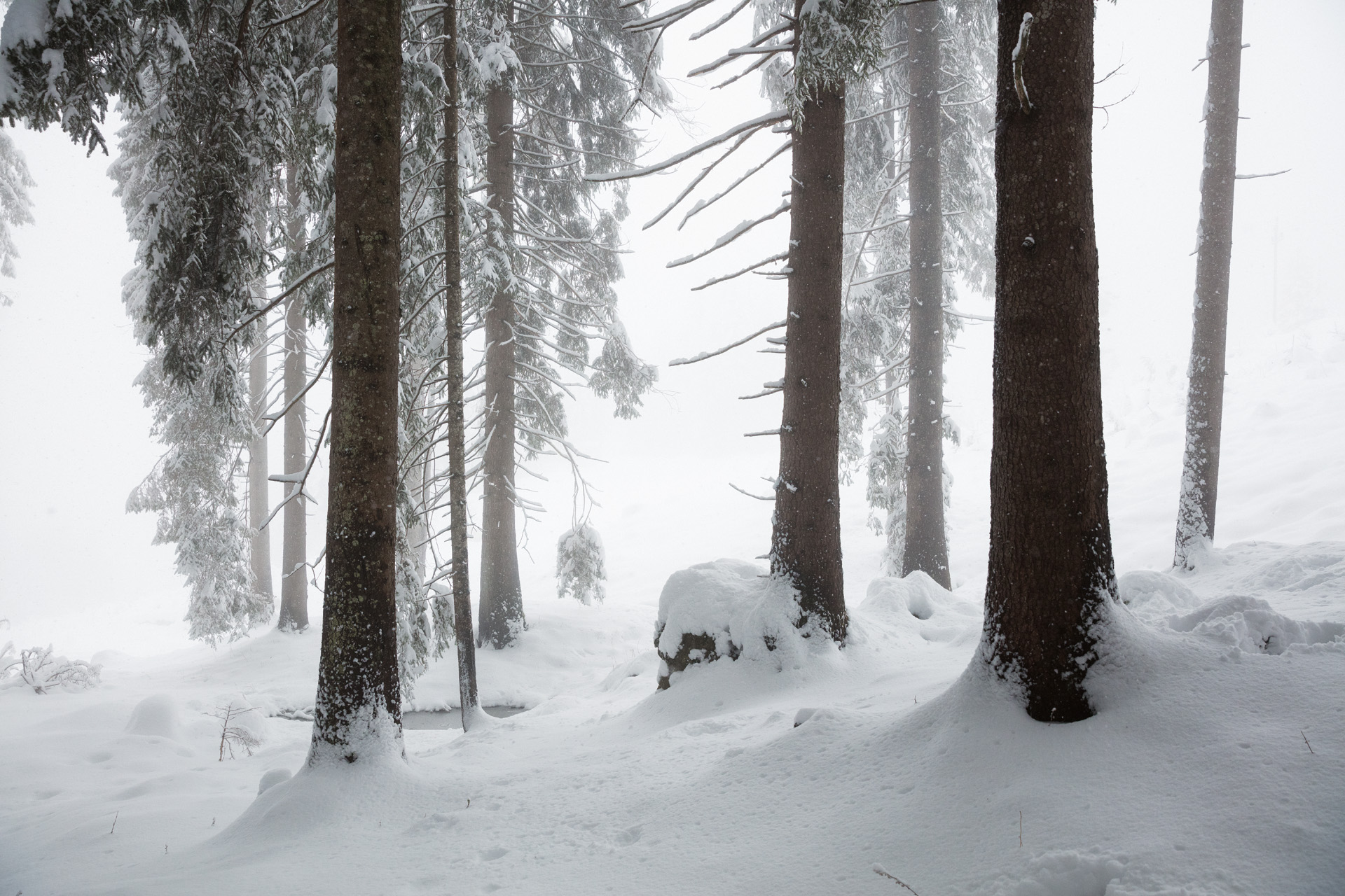 Mit Schnee bedeckte Nadelbäume und Boden in einem Wald