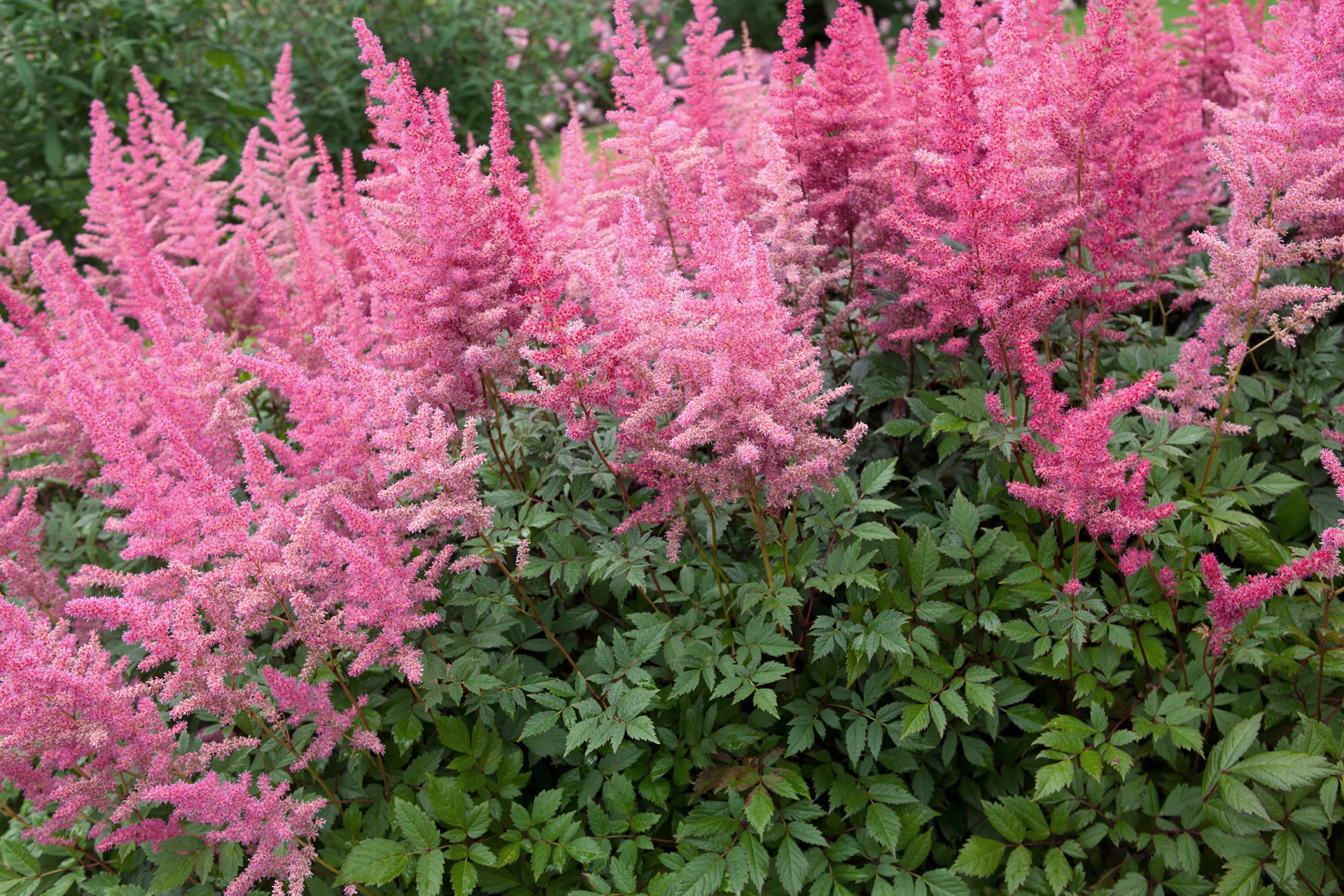 Astilbe à fleurs roses