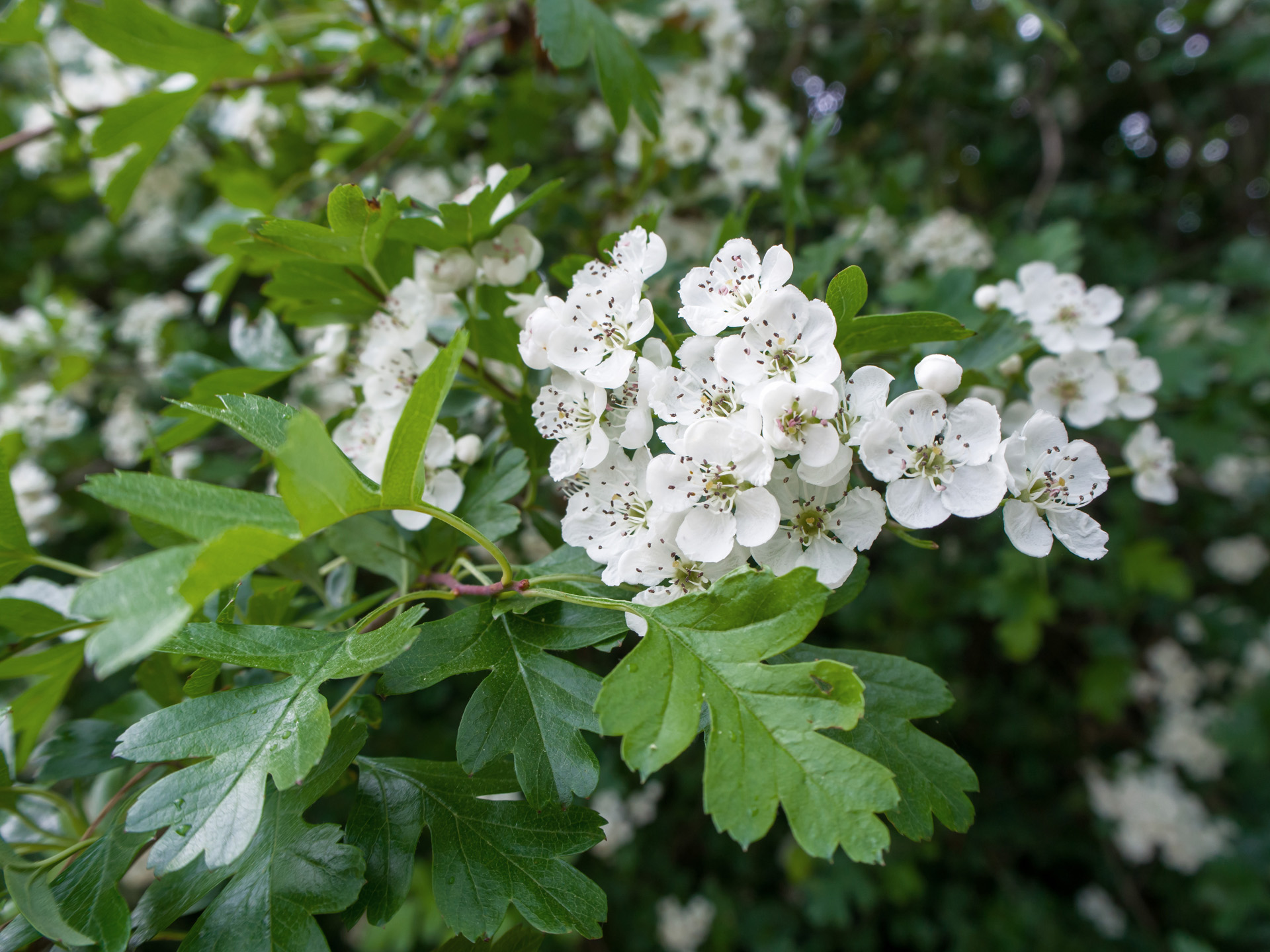 Gros plan sur les fleurs blanches et les feuilles vertes d’une haie d’aubépines