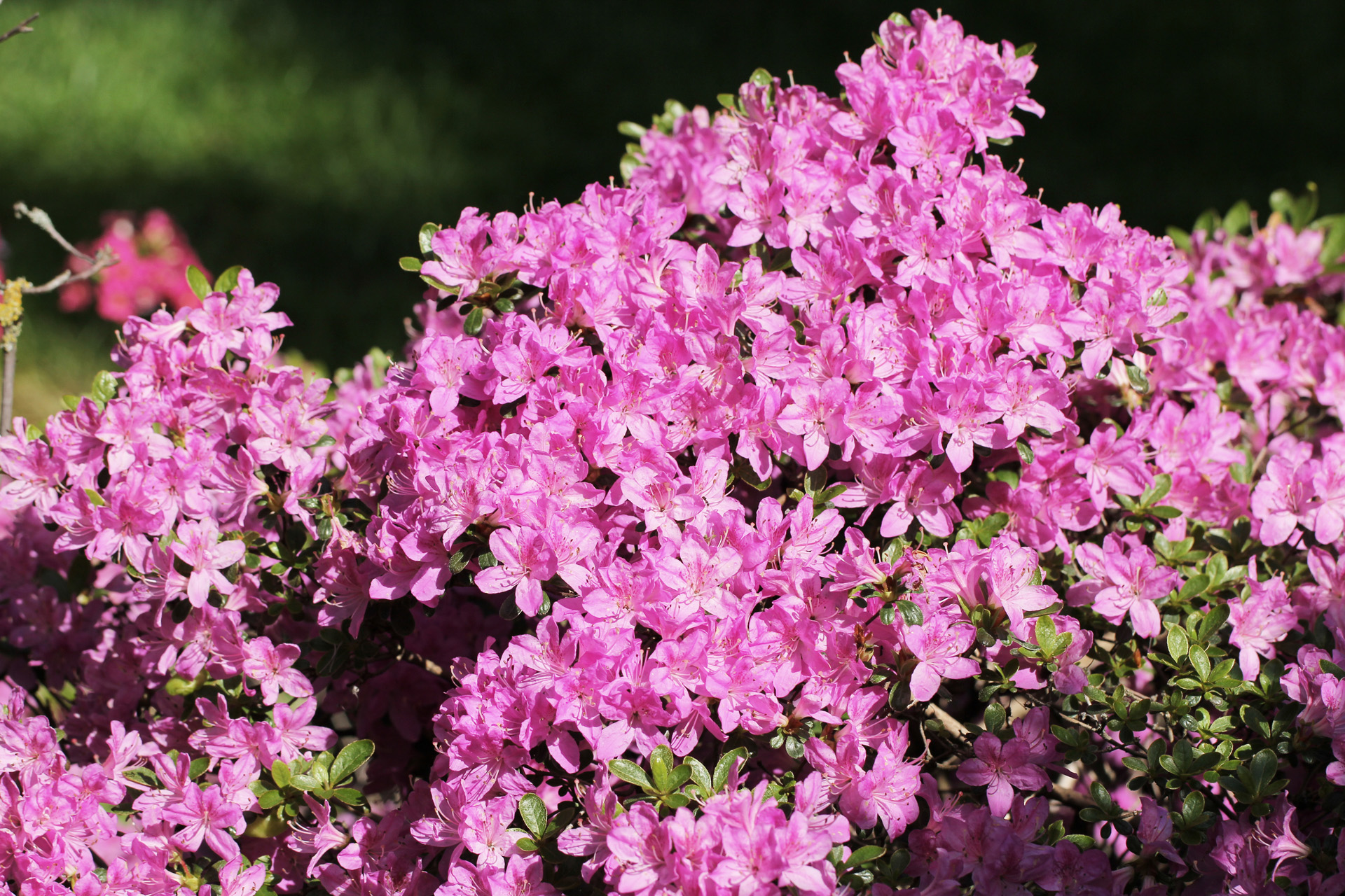 Gros plan sur les fleurs roses d’une azalée