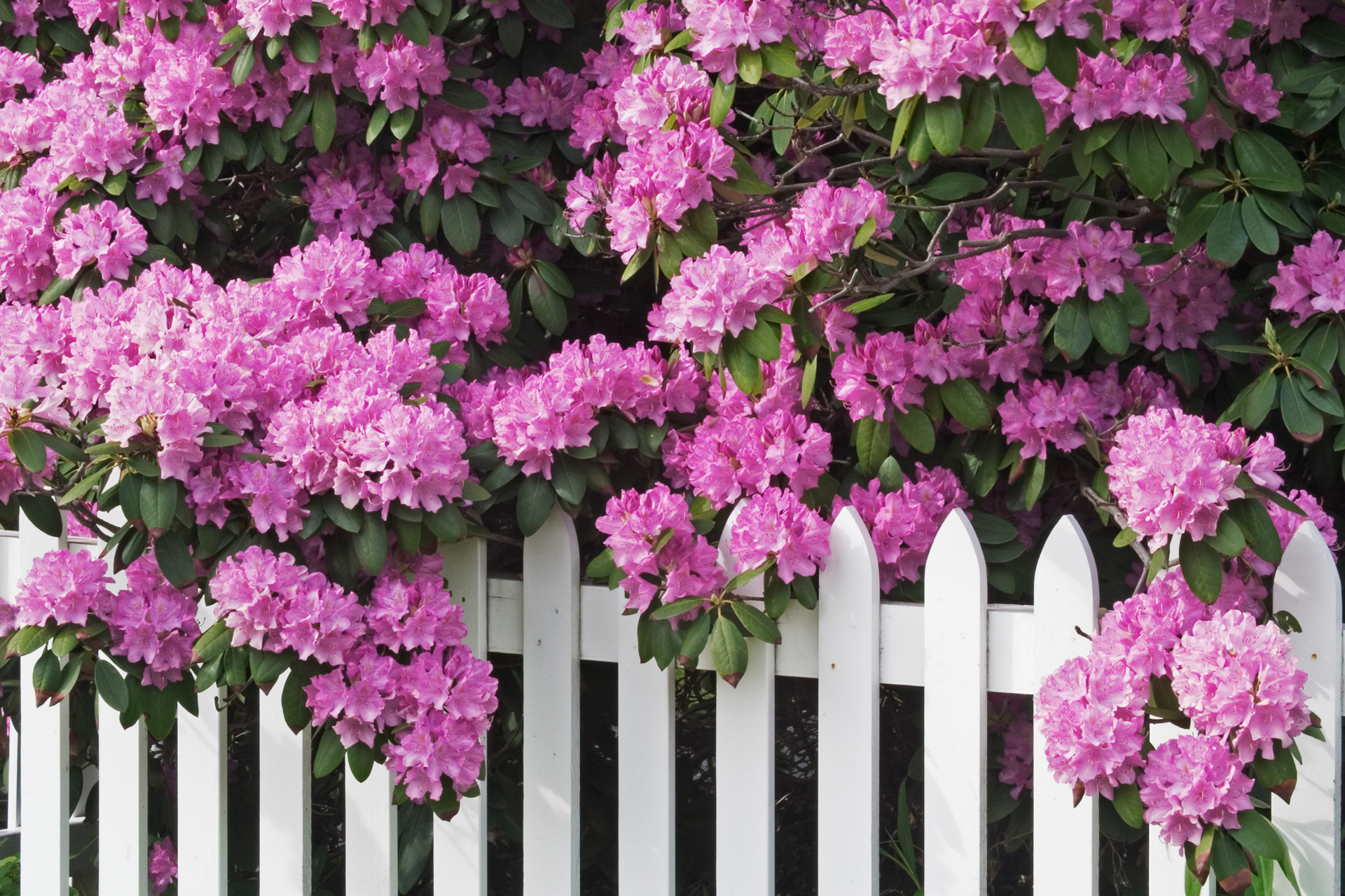 Fleurs rose vif d’une haie de rhododendrons sur une clôture blanche