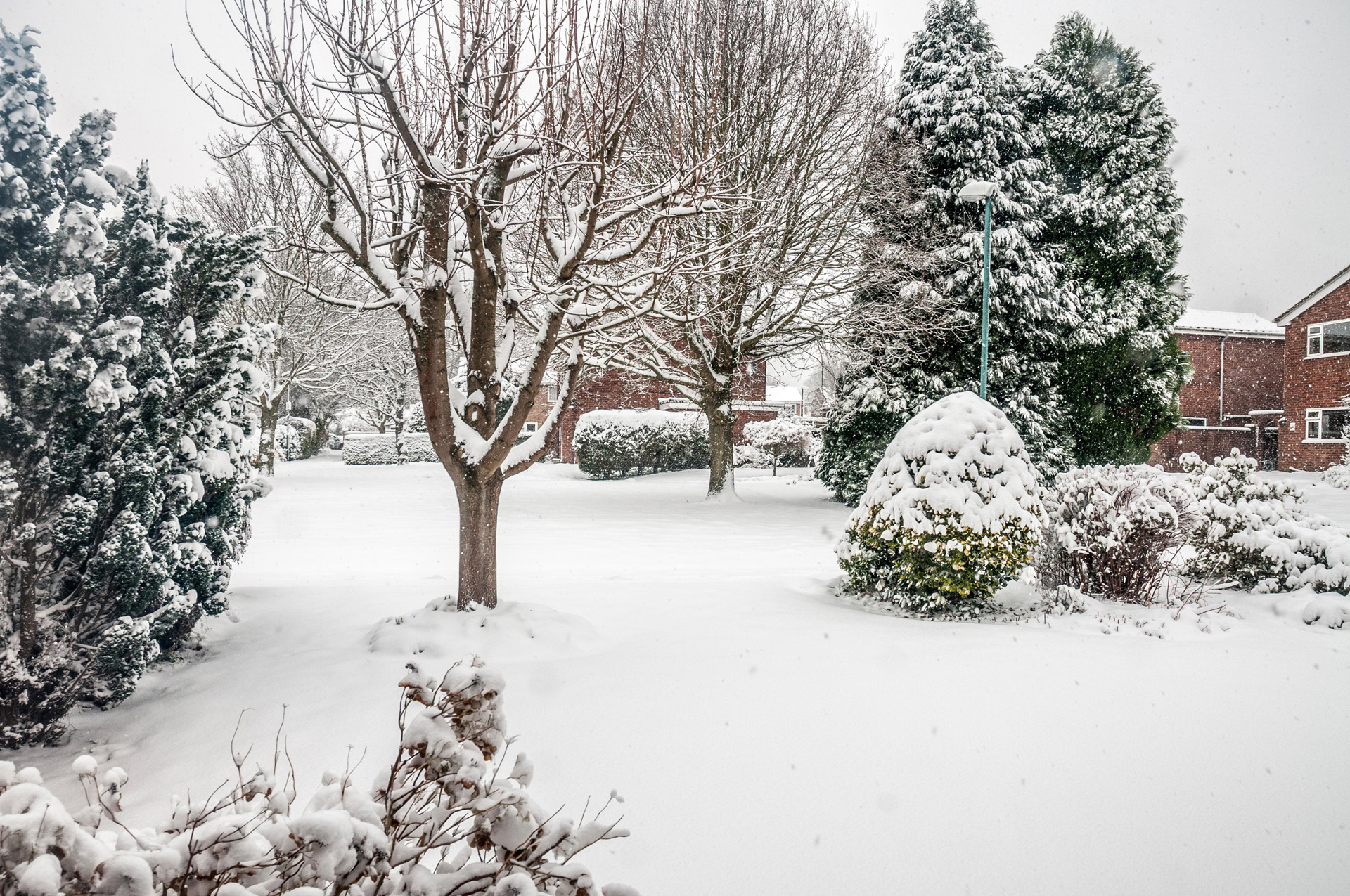 Un paysage de jardin avec des arbres et des buissons recouverts de neige