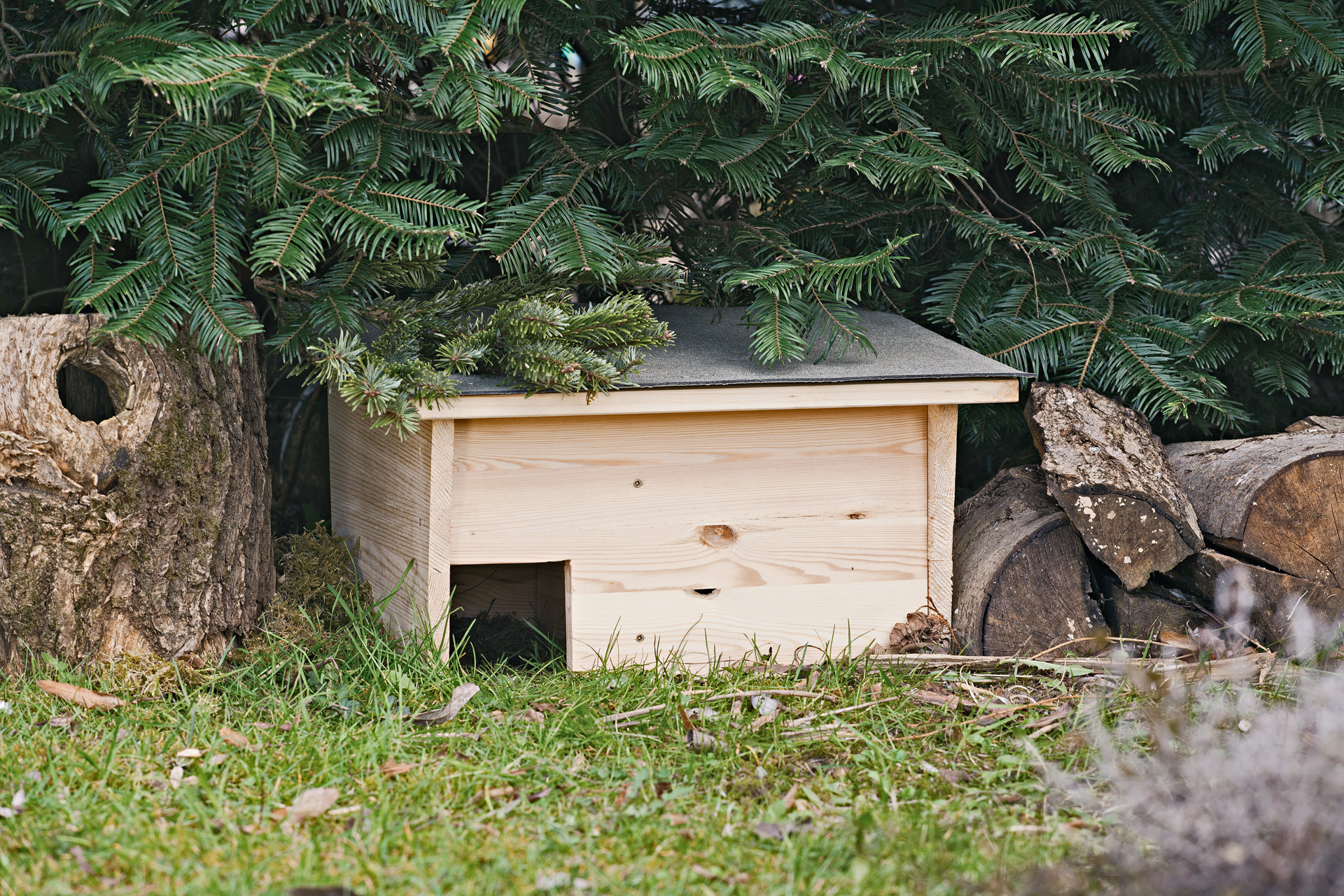 Un abri pour hérisson fait maison dans un jardin sous un sapin