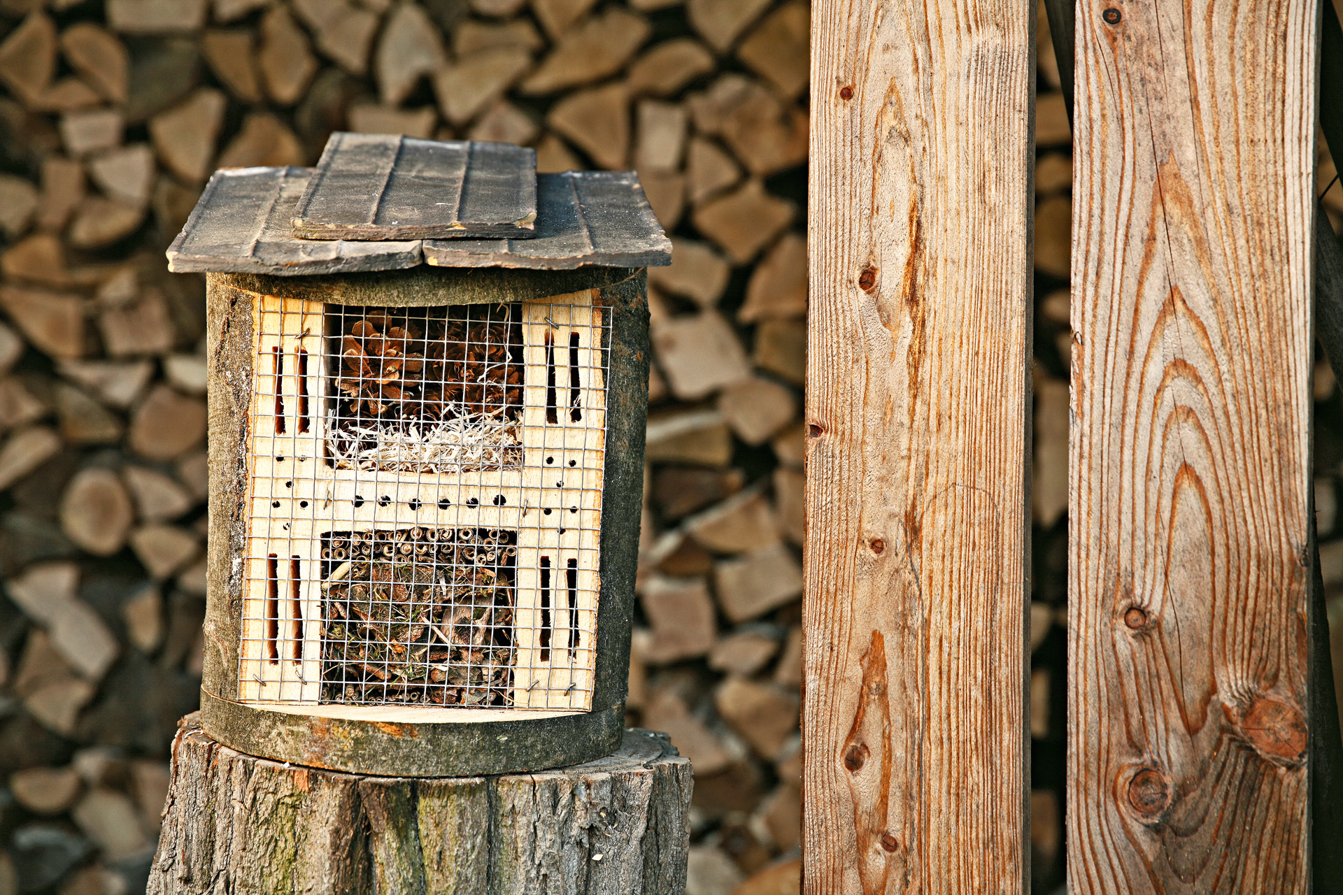 Un hôtel à insectes DIY sur une souche d’arbre