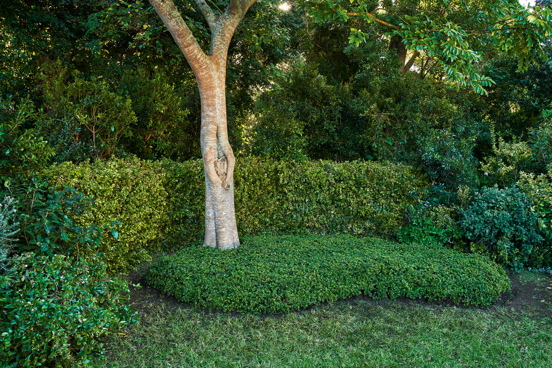 Plante couvre-sol au pied d’un arbre, avec en arrière-plan des haies et des buissons