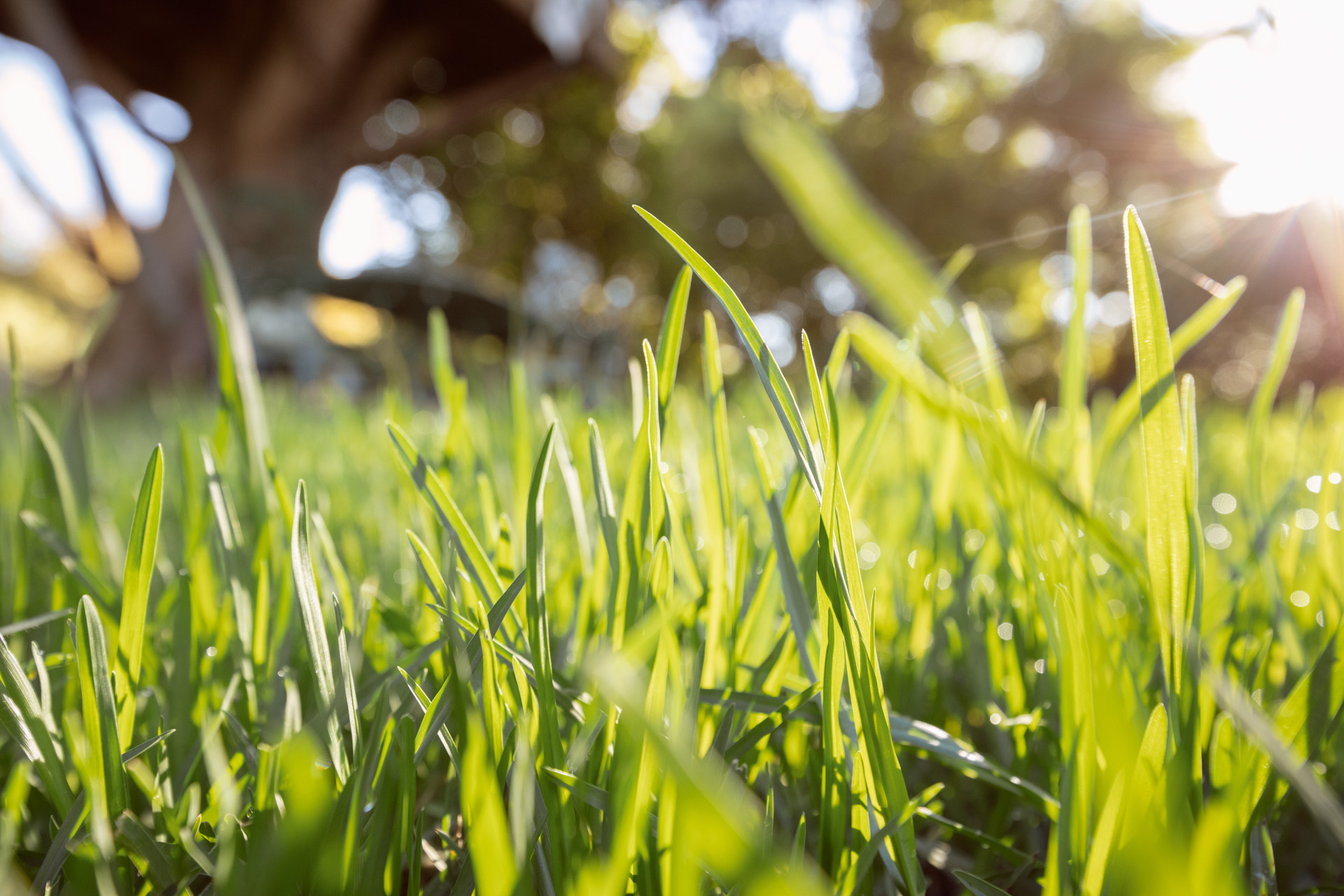 Gros plan sur des brindilles d’herbes au soleil.