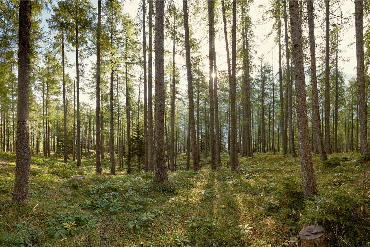 Des arbres dans une foret