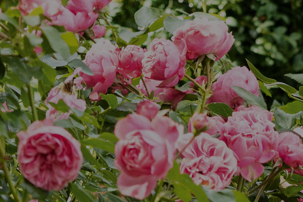  Des roses dans le jardin
