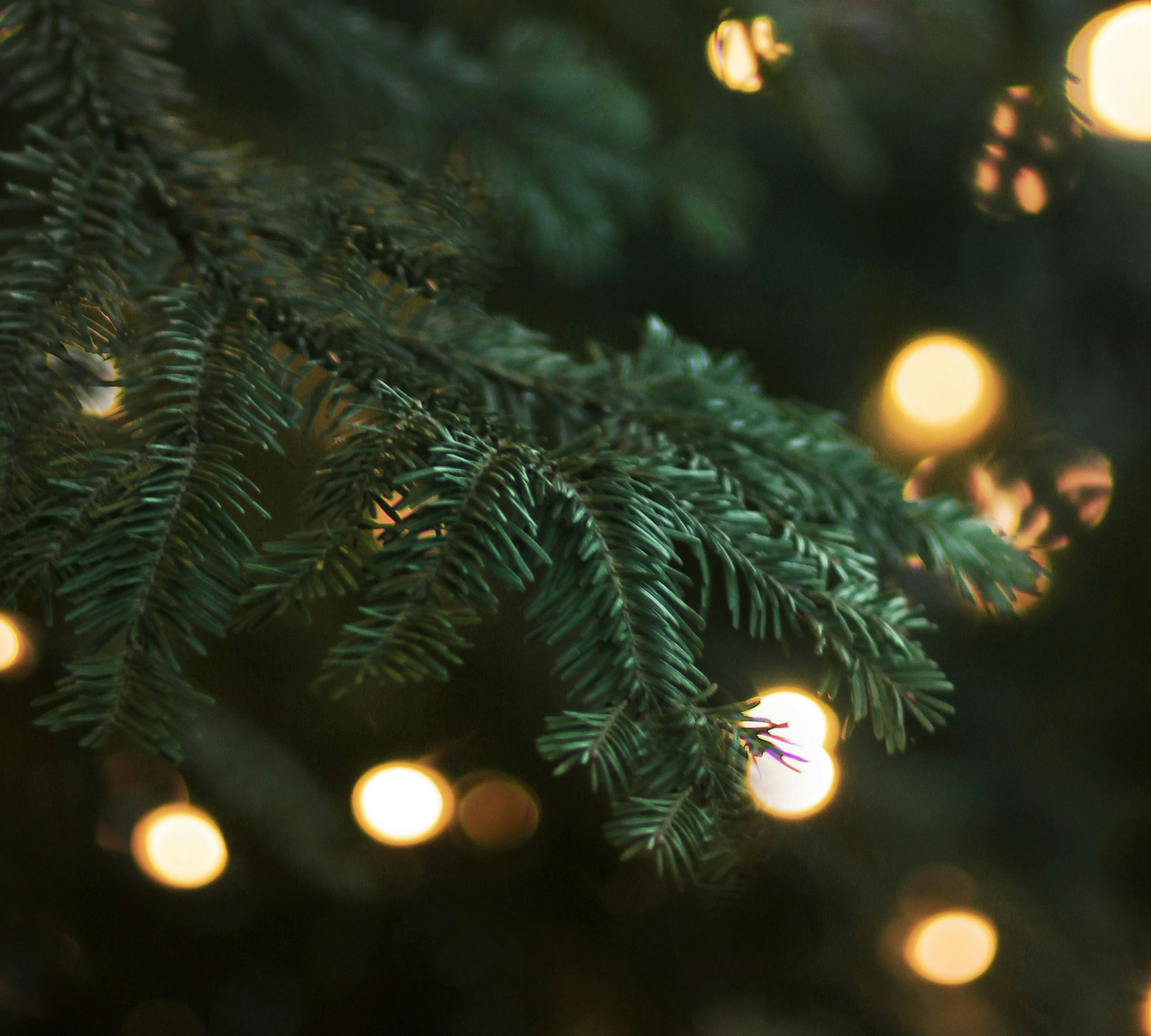 des branches de sapin avec des lumières dorées à l'arrière plan