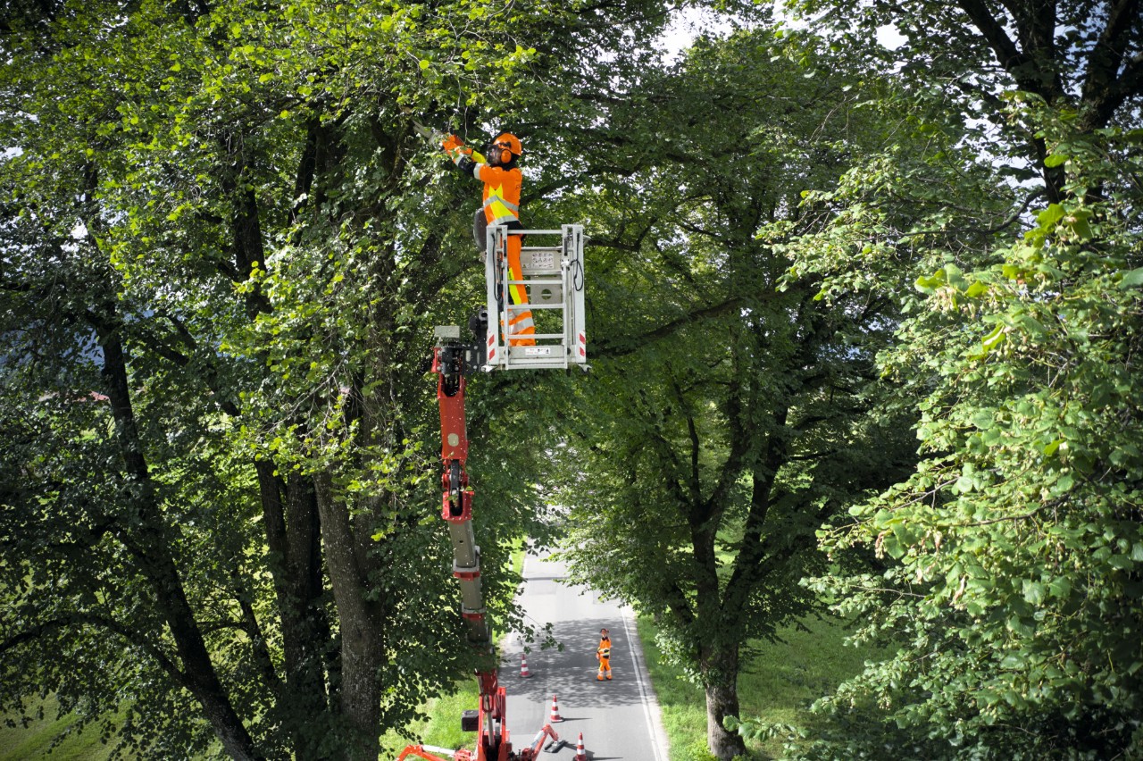 Homme dans une nacelle portant un équipement de protection intervenant sur la cime d’un arbre avec un ébrancheur