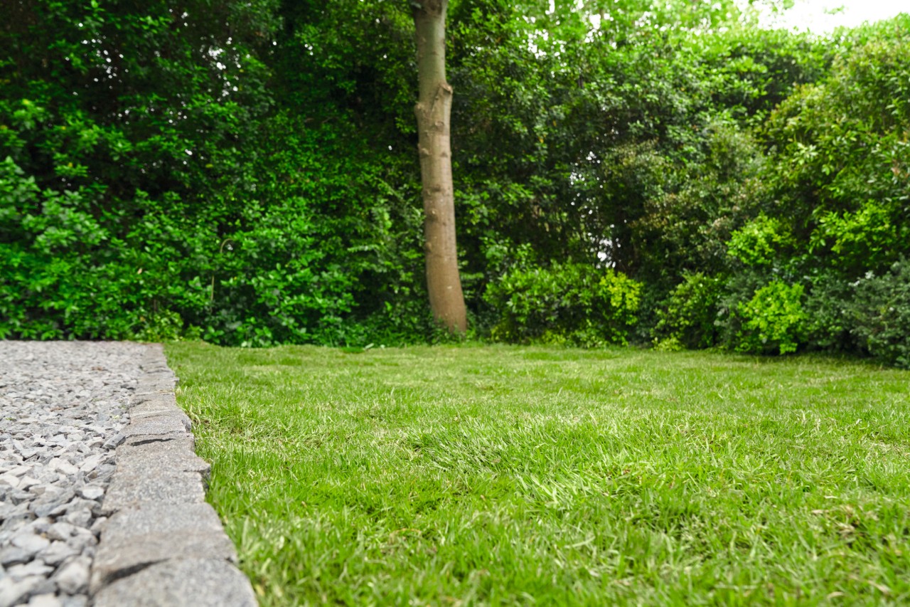 Pelouse saine et verte avec un arbre et des buissons en arrière-plan
