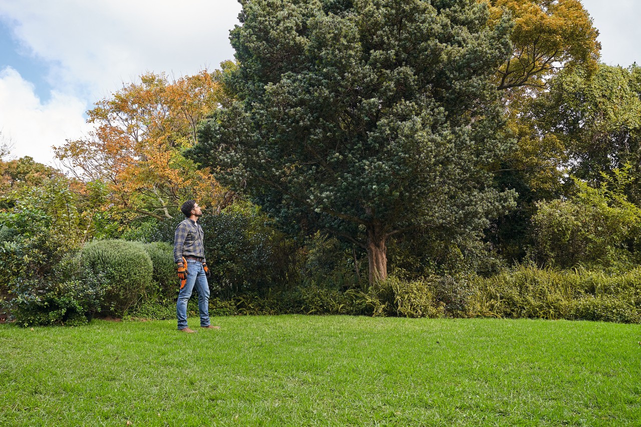 Homme portant des gants de protection STIHL et une scie à branches regardant un arbre feuillu dans le jardin 
