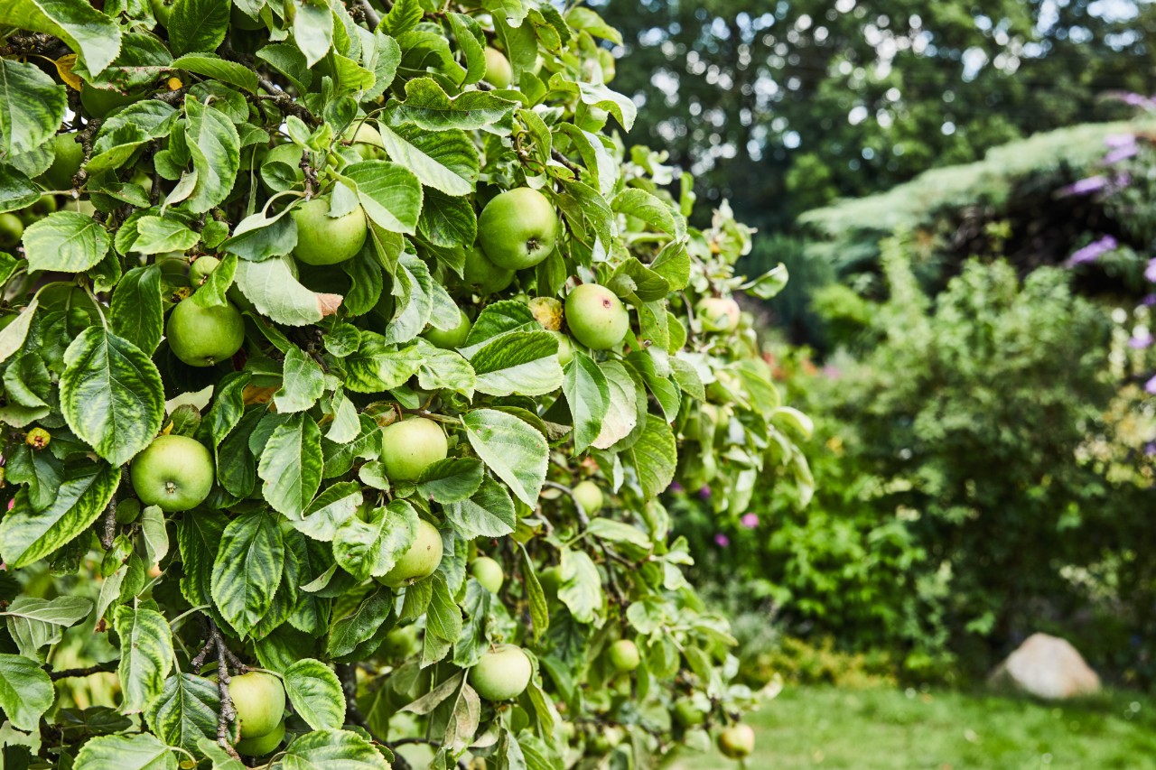 Pommier vert avec buissons et autres arbres fruitiers en arrière-plan