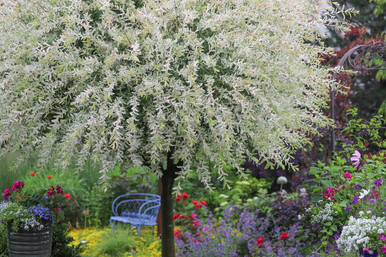 arbres pour petits jardin