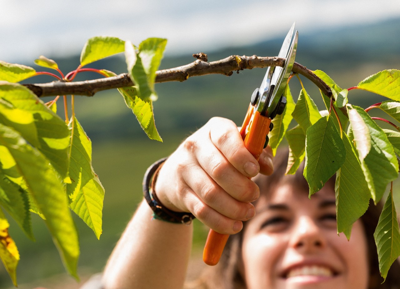 Femme souriante coupant les petites branches d’un arbre fruitier