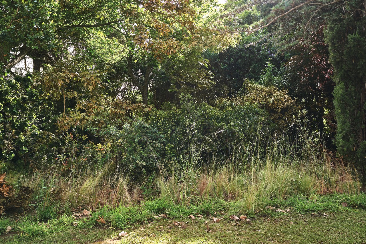 Jardin en friche avec des feuilles mortes, des herbes folles et des arbustes envahissants